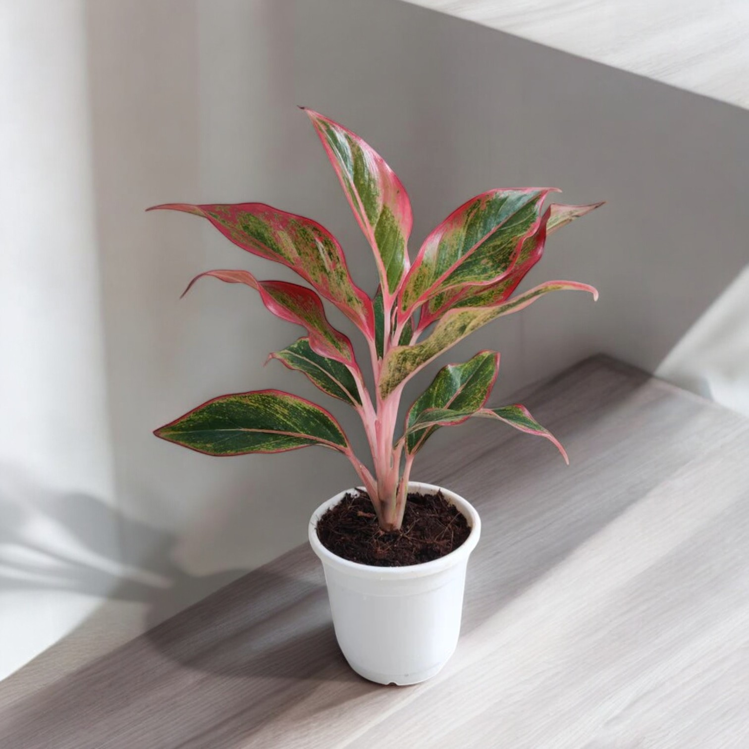 Aglaonema Red Plant (Lipstick Plant) for Indoor